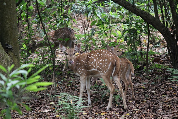 gokarna-safari-park_kathmandu-turist-yerler