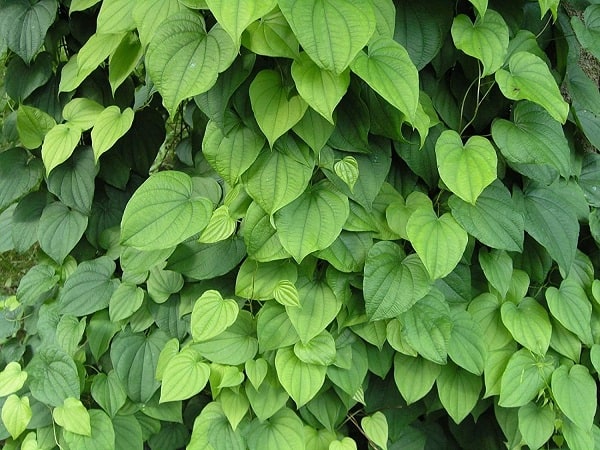 „Wild Yam“ krūtų padidinimui