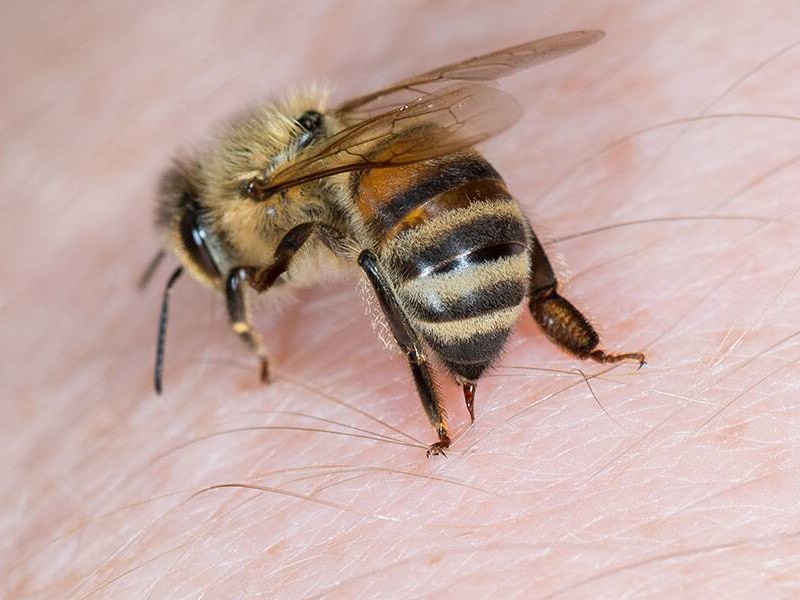 Arı Sokmaları İçin En İyi 10 Ev Tedavisi