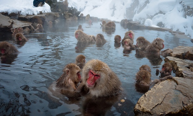 jigokudani-monkey-park_japan-tourist-places
