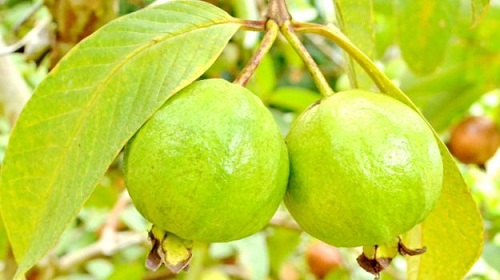 Saç büyümesi için guava