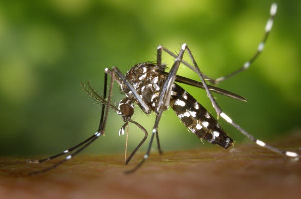 Aedes Sivrisinekleri