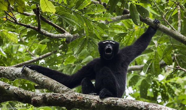 parks-in-Assam-hoollongapar-gibbon-šventovė