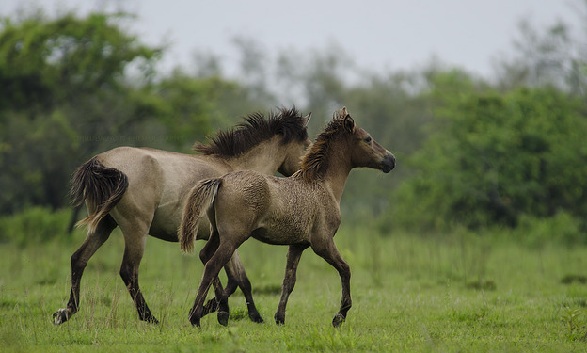 parks-in-assam-dibru-saikhowa-wildlife-sanctuary-laukinis-arklys