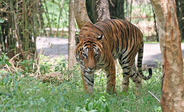 parks-in-assam-manas-national-park