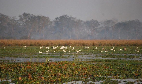 parklar-in-assam-bordoibam-bilmukh-kuş-barınağı