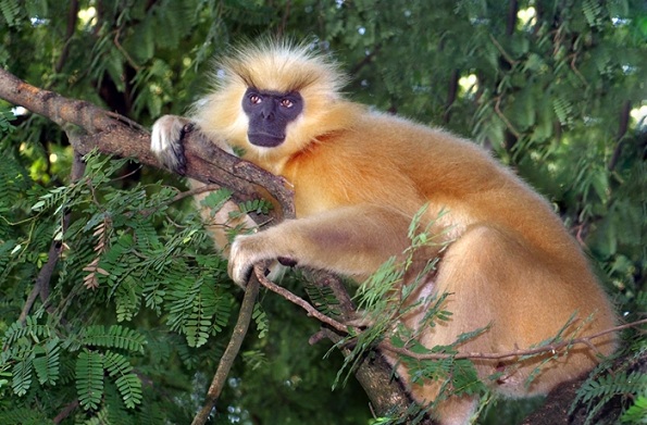 assam'daki parklar