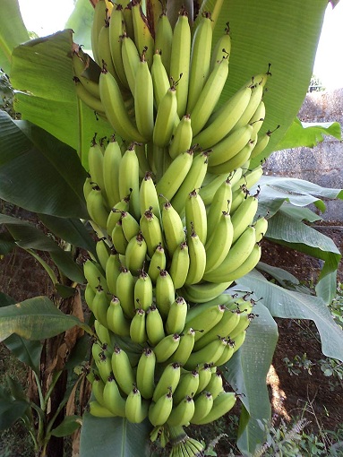 Bananų tipų nuotraukos