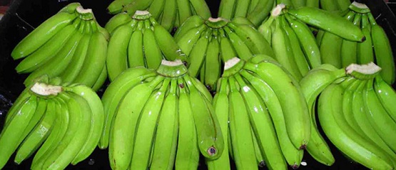bananų rūšis