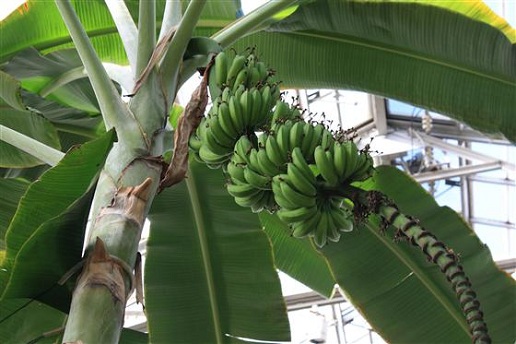 bananų rūšys su pavadinimais