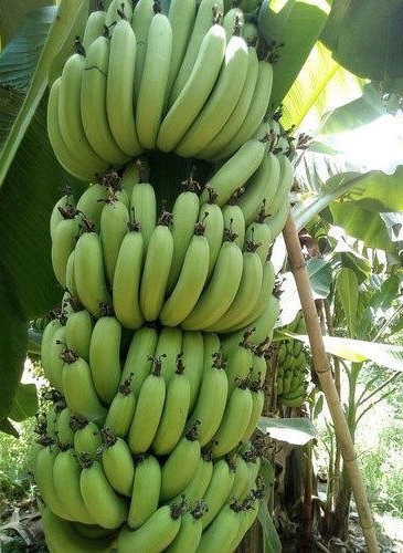 bananų veislių pavadinimai