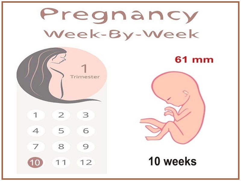 10 savaičių nėščia