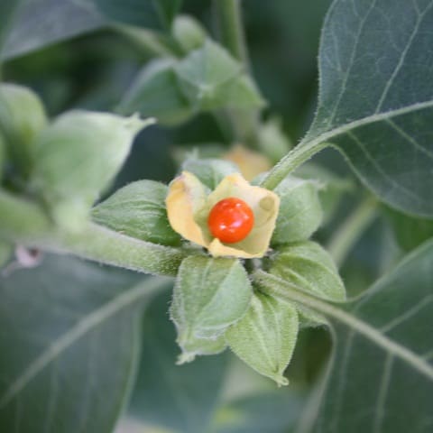 Ashwagandha Ajurvedos vaistai ūgiui padidinti