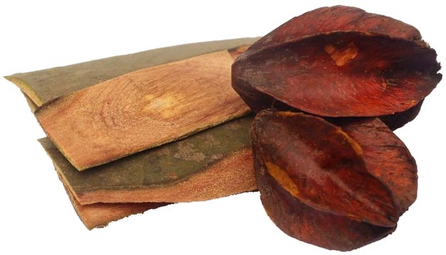 Ardžuna/Terminalia Arjuna Bark
