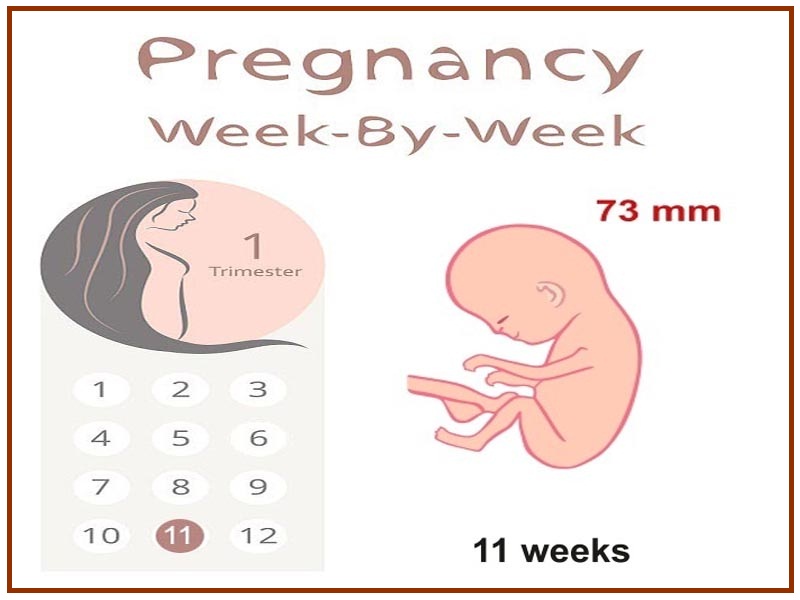 vienuolika nėštumo savaičių