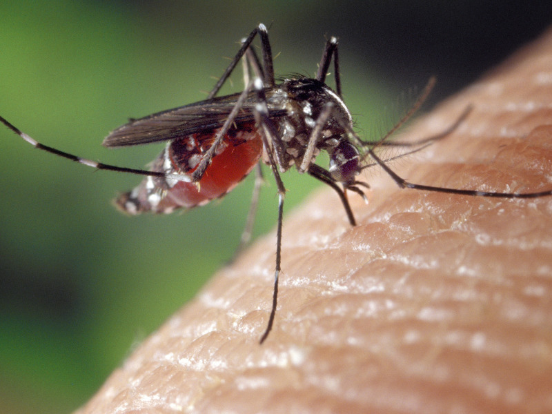 Sivrisinek Isırıkları için ev ilaçları