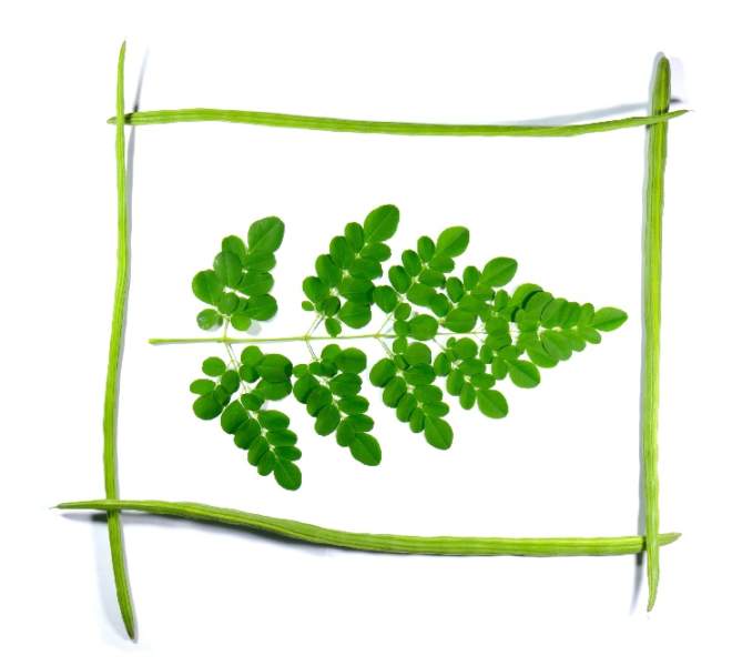 moringa yaprakları faydaları