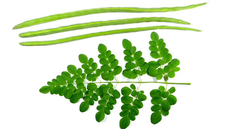 Moringa lapų naudojimas