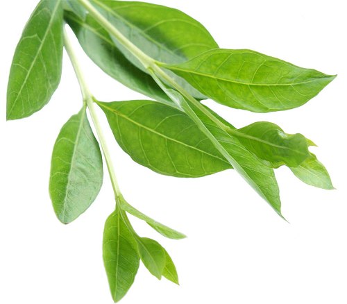 Chna lapai ploniems plaukams