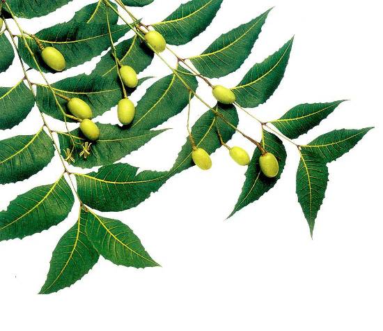 Neem ploniems plaukams