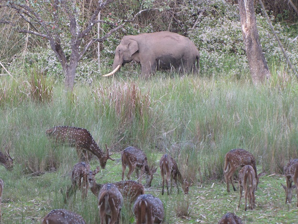 nagarhole-ulusal-park_coorg-turist-yerler