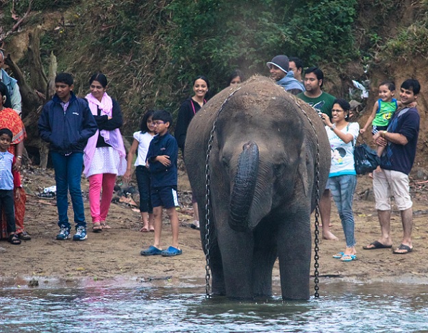 dubare-rezervas-miškas-ir-rezervatas-stovykla_coorg-turistinės vietos