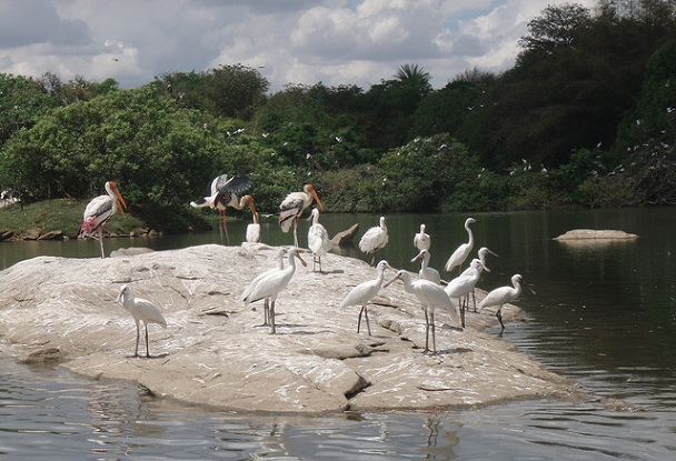ranganathittu-kuş-sanctuary_mysore-turist-yerler