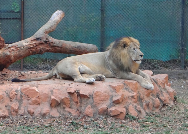 mysore-zoo_mysore-turist-yerler