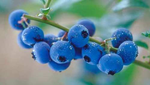 Antioksidanlarda yüksek Blue Berry meyveleri
