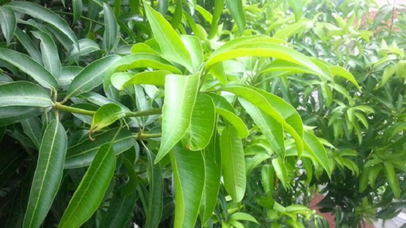 mango yaprakları kullanır