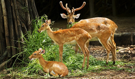 Malsi Deer Park dehradun turistinė vieta