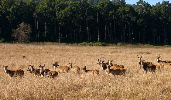 Radžaji nacionalinio parko lankytinos vietos Dehradune