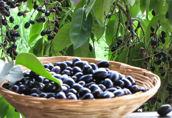 Şeker Hastaları Siyah Jamun Meyvesi Yiyebilir mi?