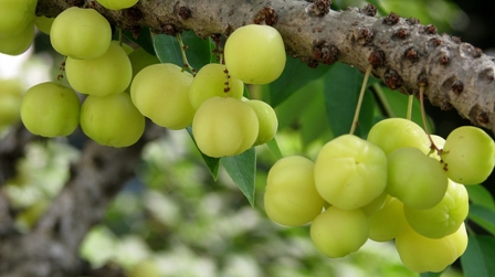 Amla (Indijos agrastas) plaukų augimui