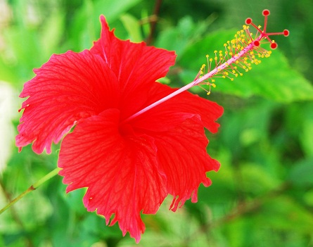 Hibiscus pažeistiems plaukams