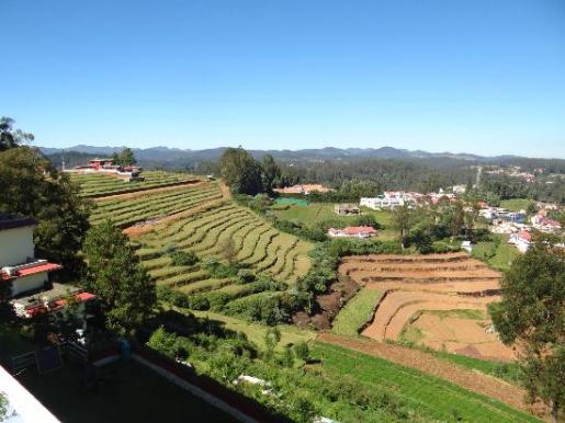 „Ooty“ tigro kalva