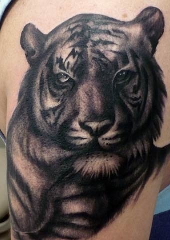 Juodojo tigro tatuiruotės dizainas