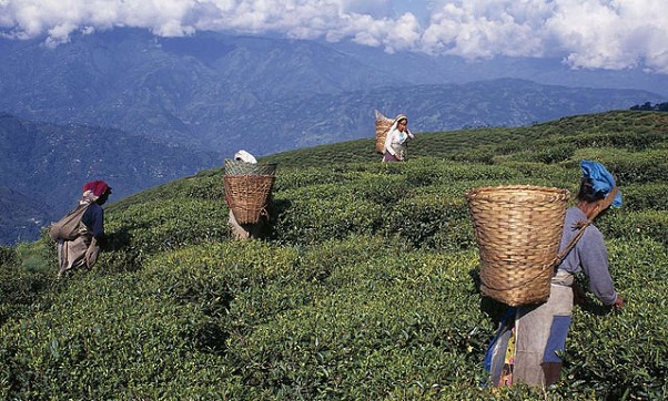 darjeeling_west-west-bengal-tourist-places