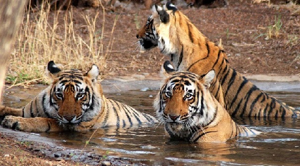 sundarbans_west-bengal-turist-yerler