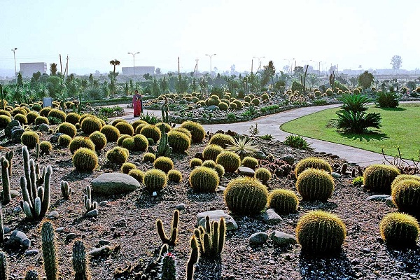 kaktusas-sodas_chandigarh-turistinės vietos