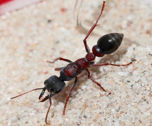 Buldogas Ant