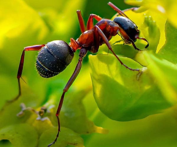 Raudonmedžio skruzdėlė