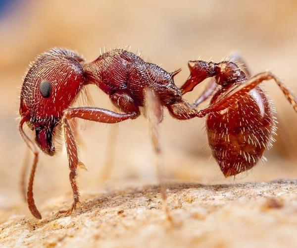 biçerdöver karınca
