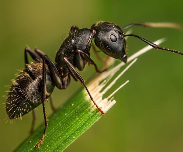 Dailidžių skruzdėlė