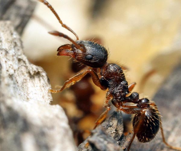 Kaltas skruzdėlė