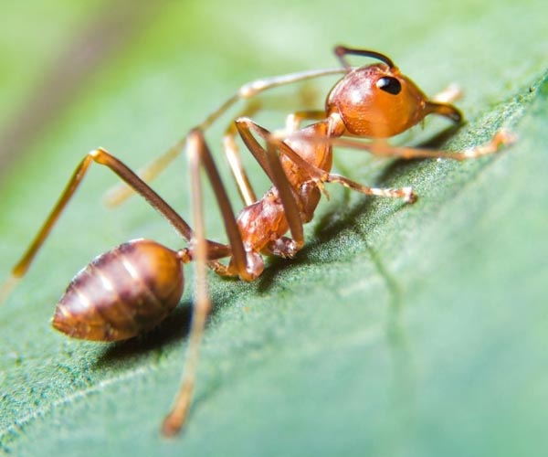 Ugnies skruzdėlės