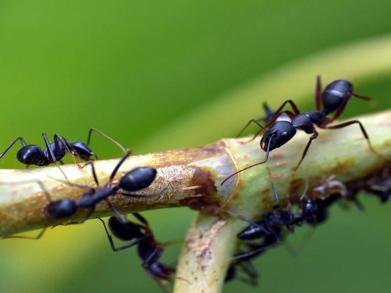 skruzdėlių rūšys