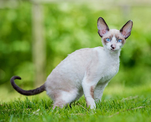 Cornish Rex