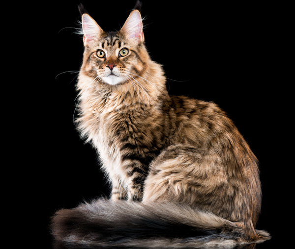 Maine Coon'u