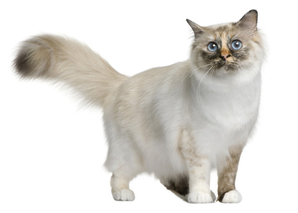 Birman